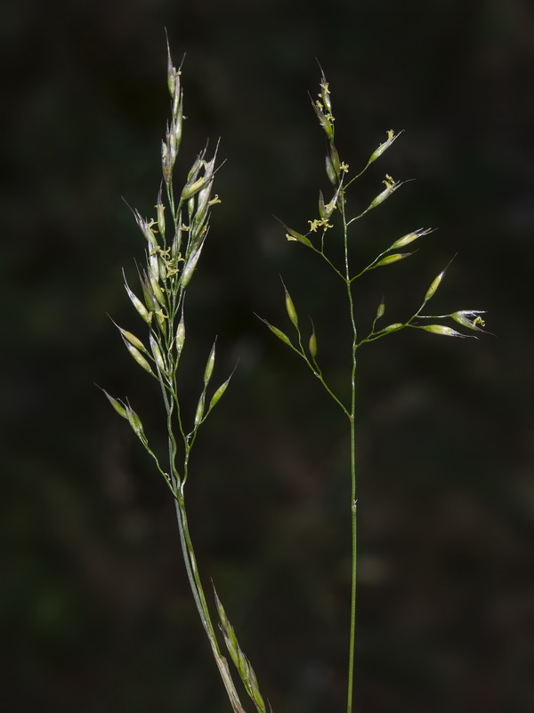 Alpagrostis schleicheri.04