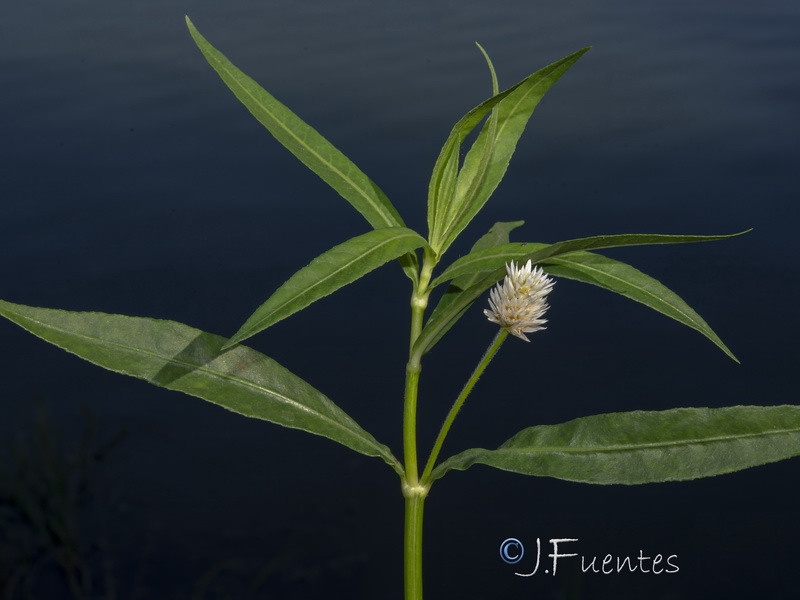 Alternanthera philoxeroides.04