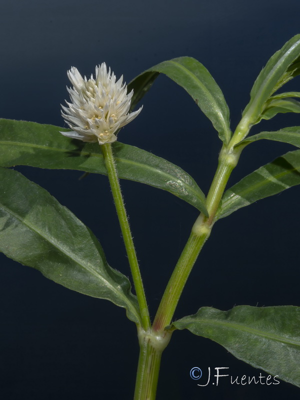 Alternanthera philoxeroides.05