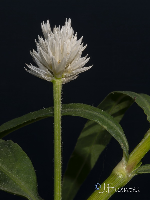 Alternanthera philoxeroides.06