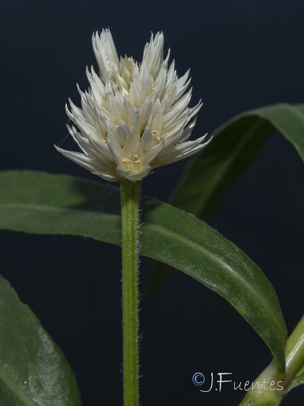 Alternanthera philoxeroides.07