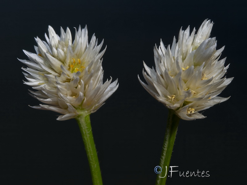 Alternanthera philoxeroides.08