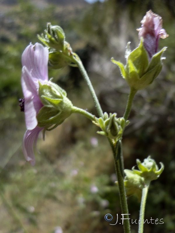 Althaea cannabina.07