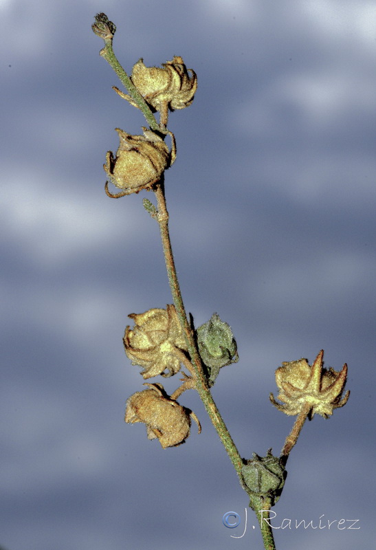 Althaea cannabina.10