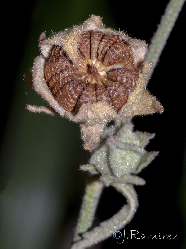 Althaea cannabina.11