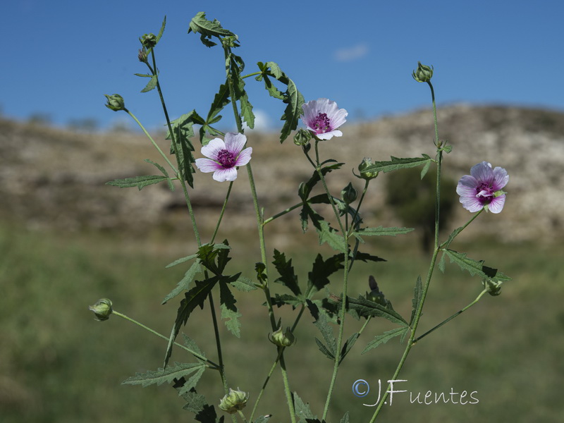 Althaea cannabina.03