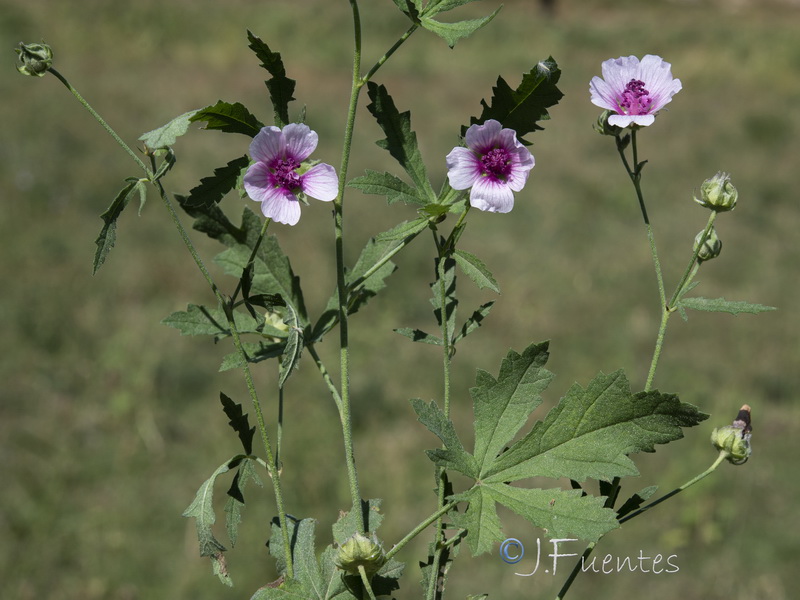 Althaea cannabina.13