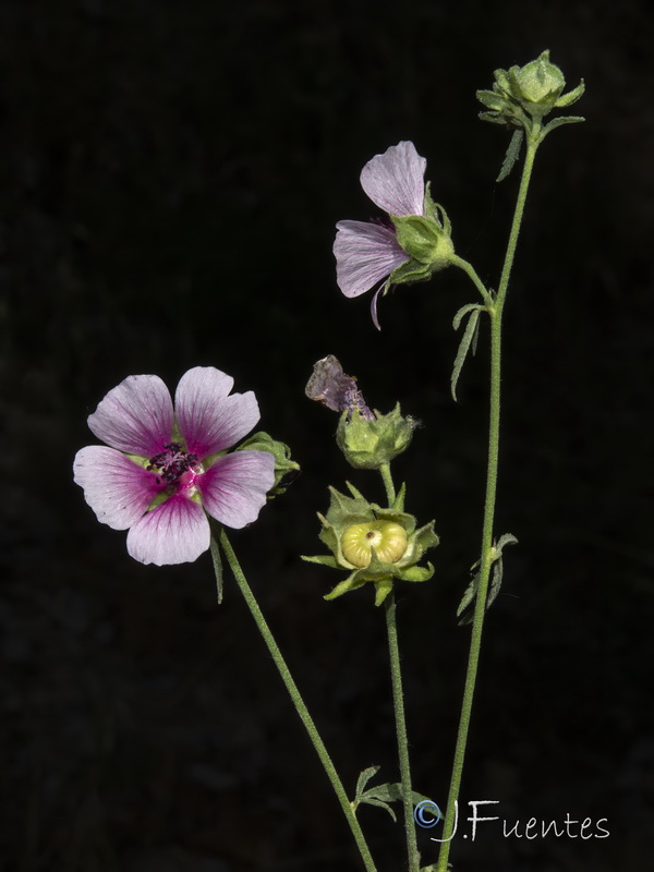 Althaea cannabina.06