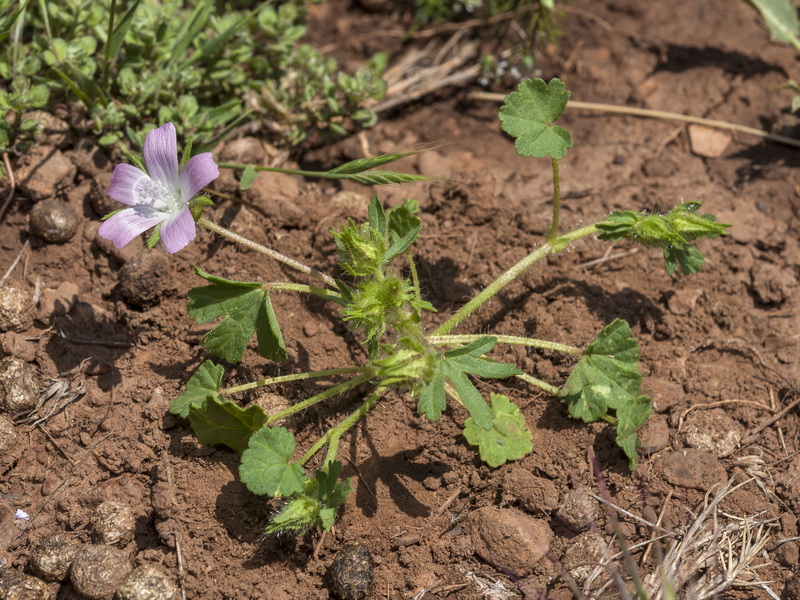 Althaea hirsuta.01