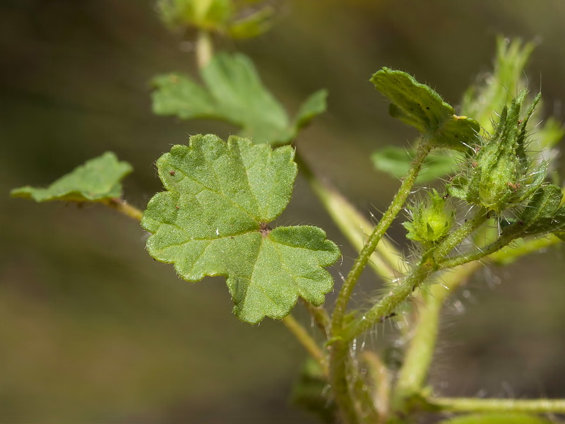 Althaea hirsuta.02