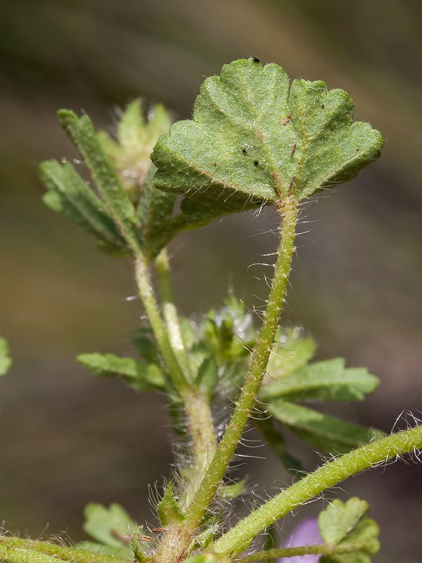 Althaea hirsuta.03