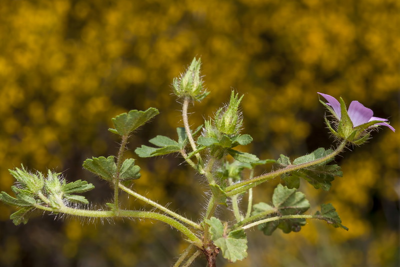 Althaea hirsuta.04