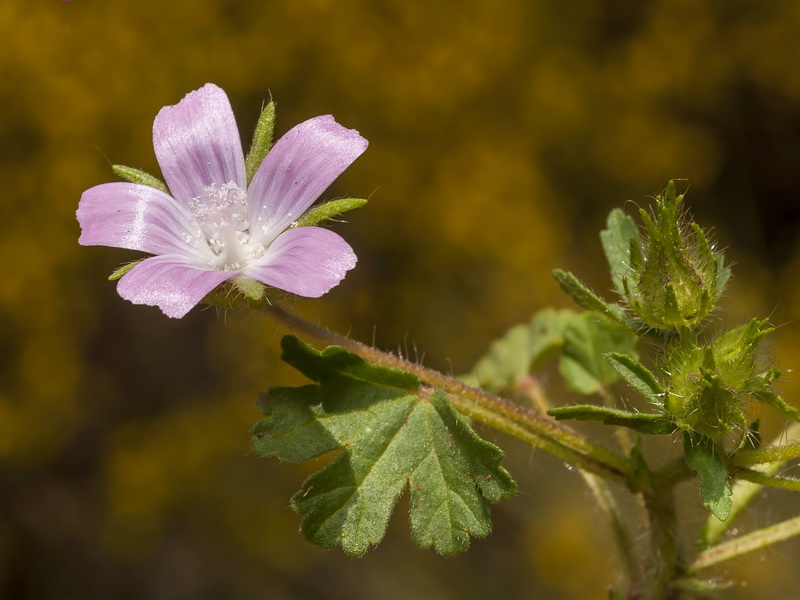 Althaea hirsuta.05