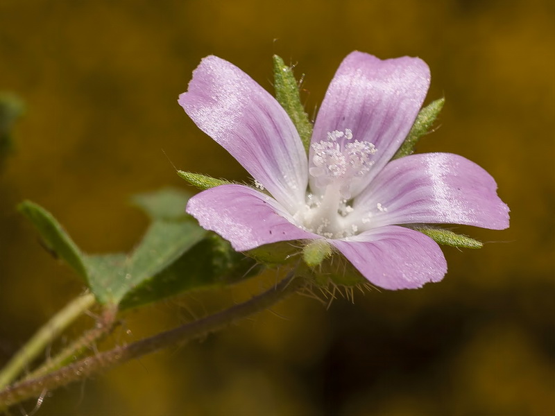 Althaea hirsuta.06