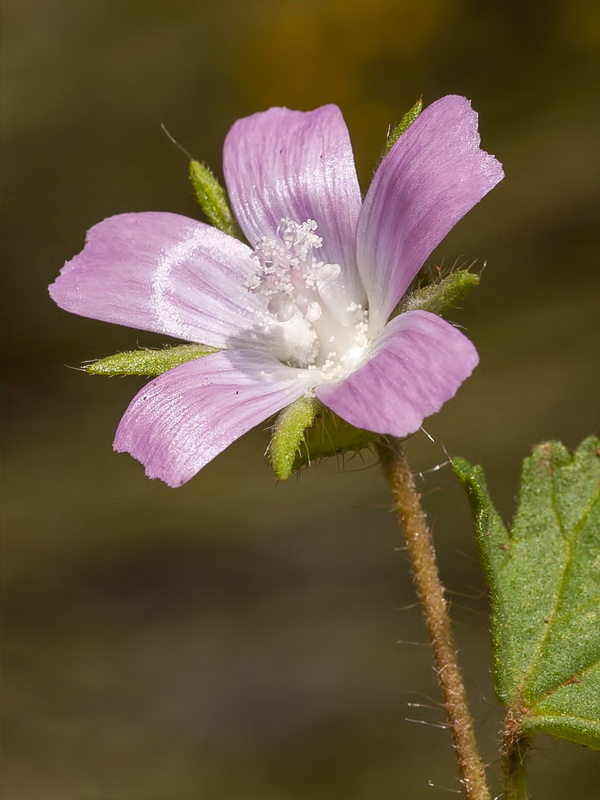 Althaea hirsuta.07