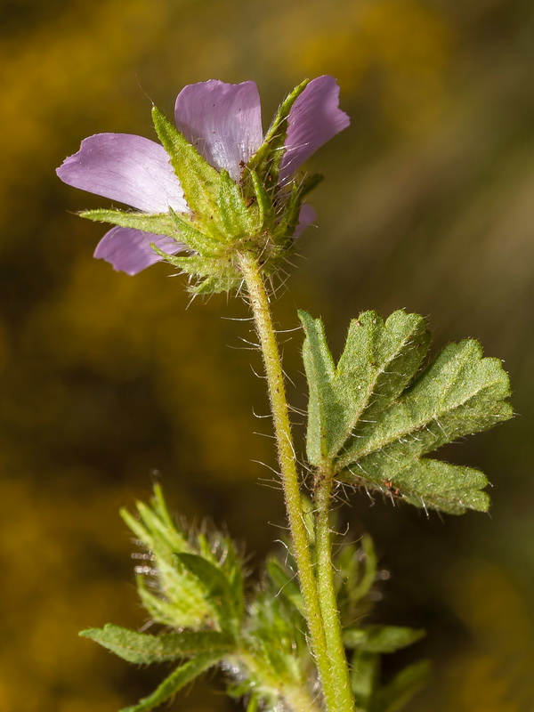 Althaea hirsuta.09