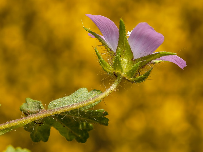 Althaea hirsuta.10