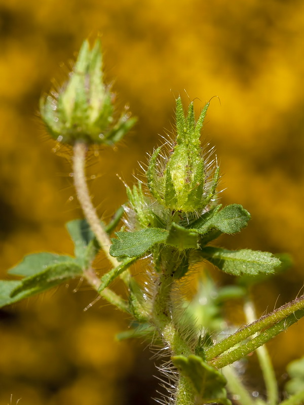 Althaea hirsuta.11