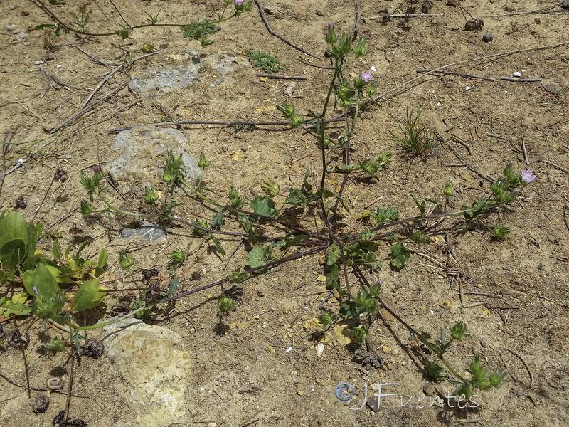 Althaea hirsuta.12