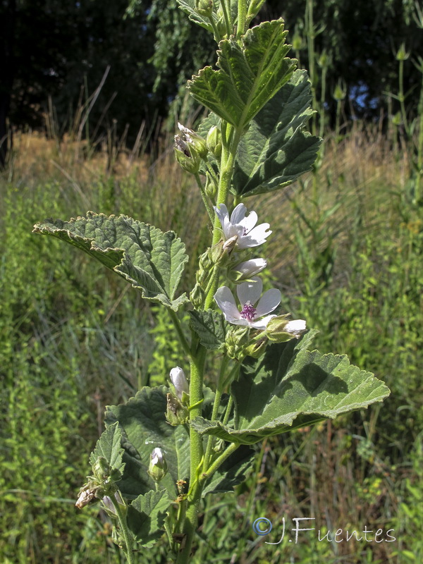 Althaea officinalis.01