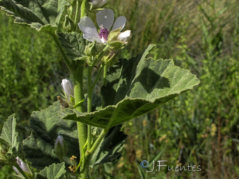 Althaea officinalis.02