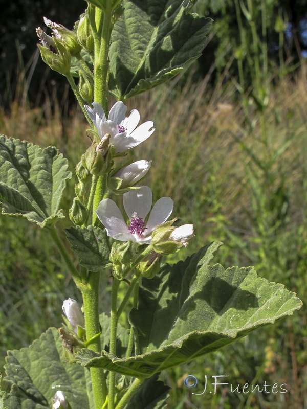 Althaea officinalis.03