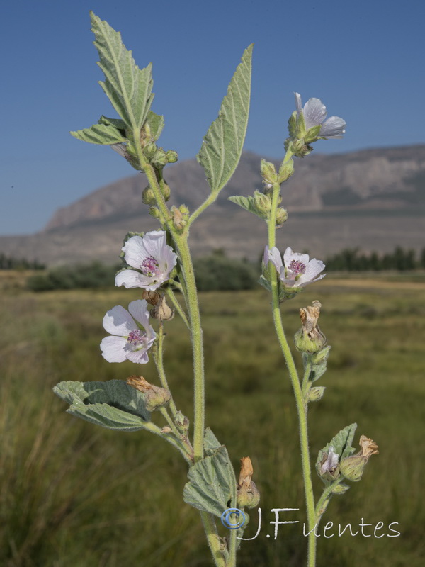 Althaea officinalis.04