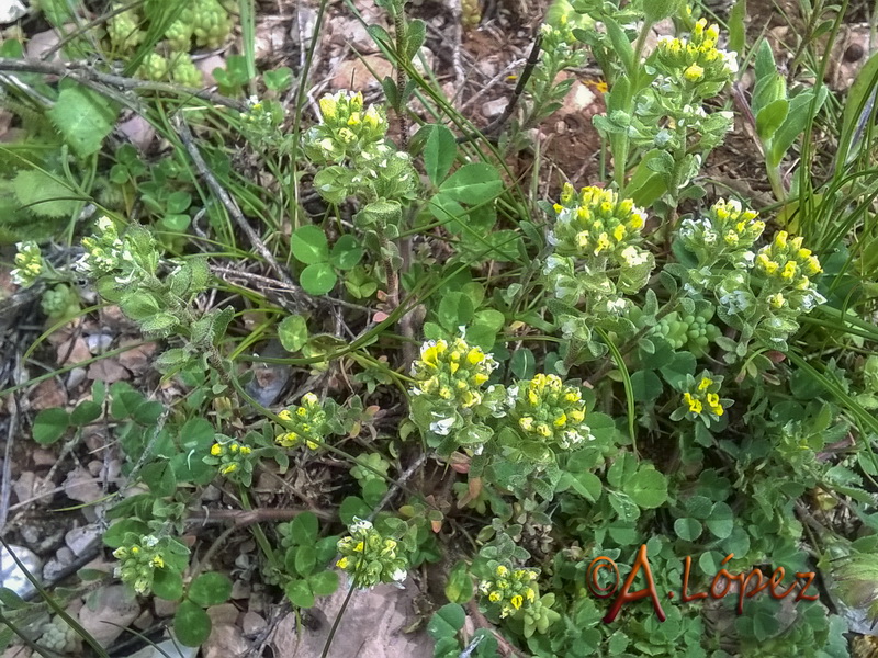 Alyssum alyssoides.04