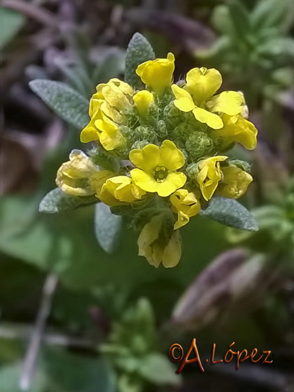 Alyssum alyssoides.12
