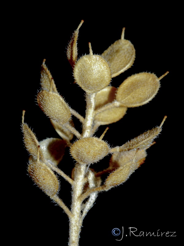 Alyssum alyssoides.18
