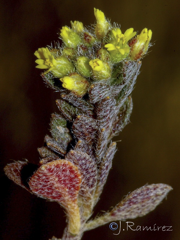 Alyssum alyssoides.11