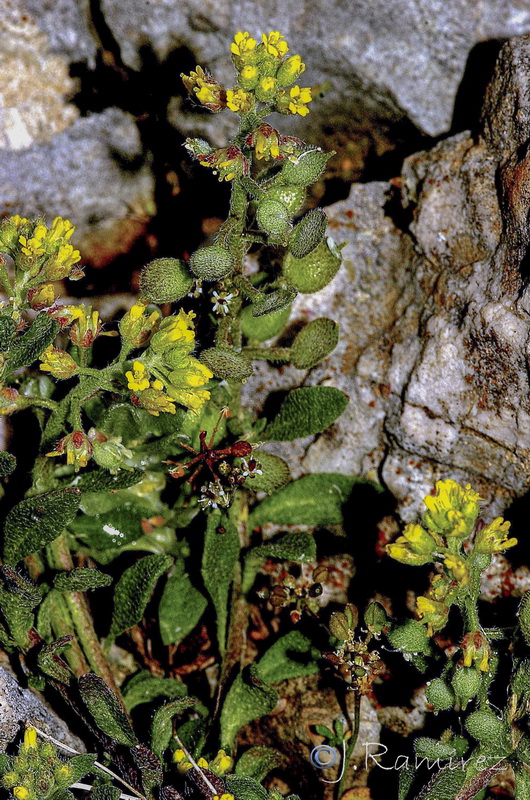Alyssum alyssoides.09