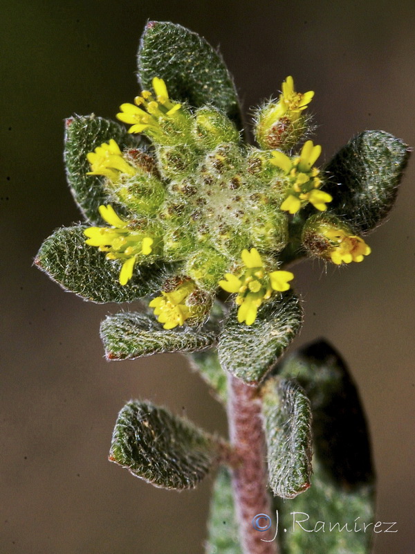 Alyssum alyssoides.13