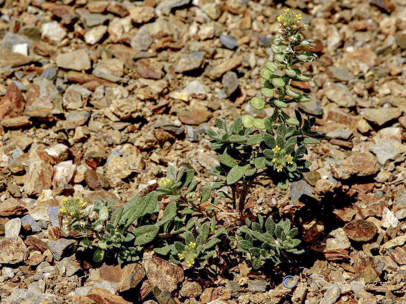 Alyssum alyssoides.06