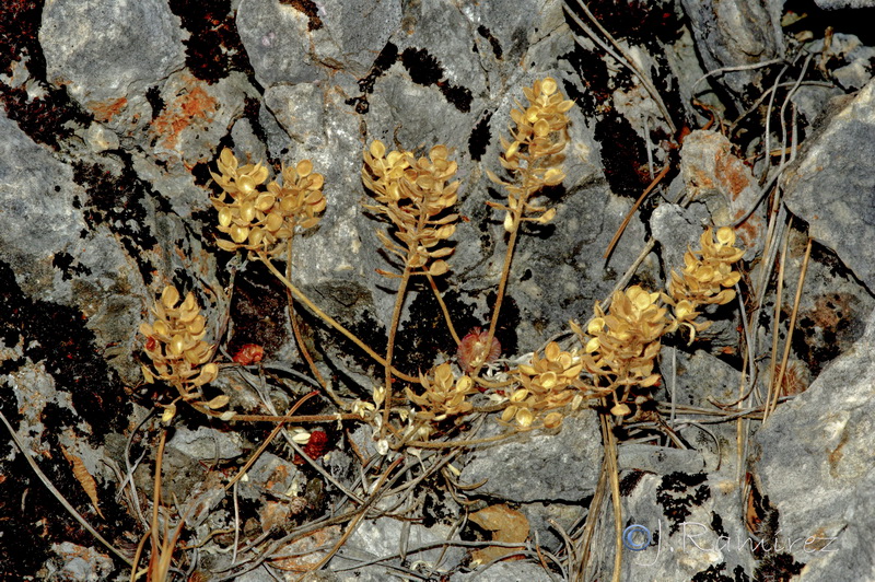 Alyssum alyssoides.27