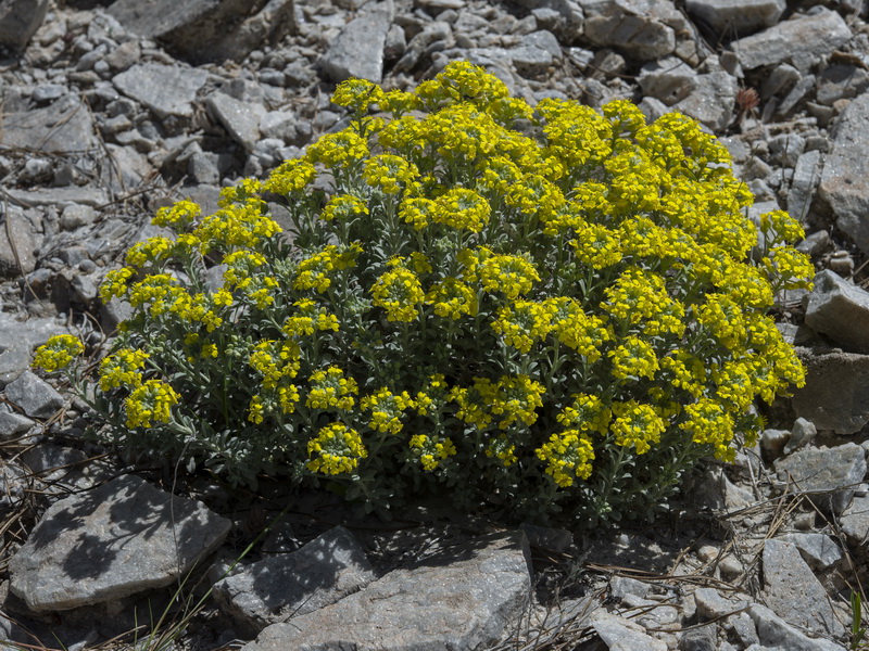 Alyssum atlanticum.08