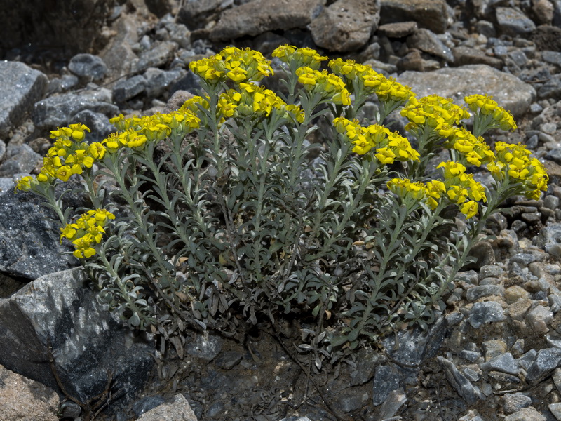 Alyssum atlanticum.05