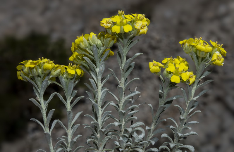 Alyssum atlanticum.06