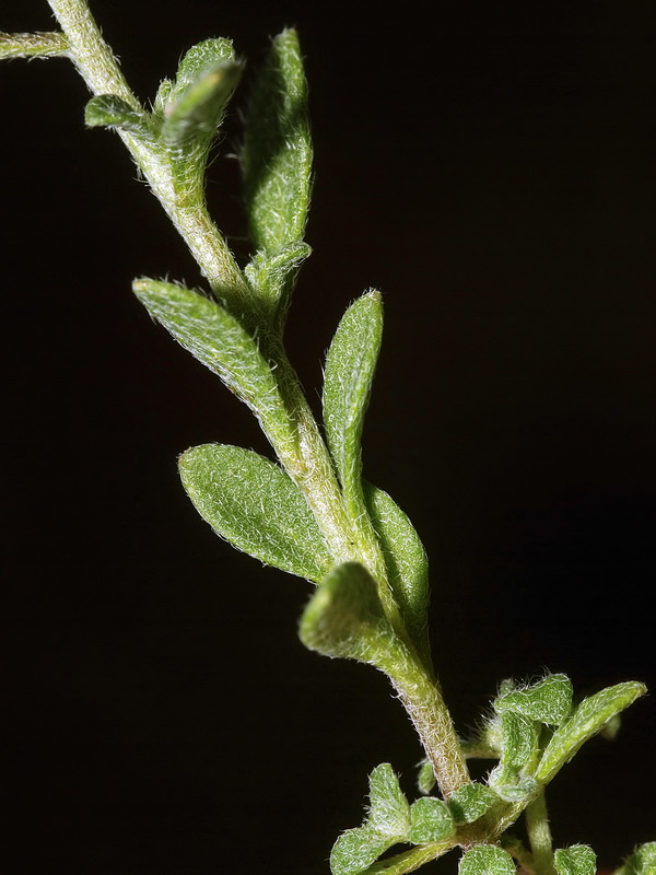 Alyssum granatense.05