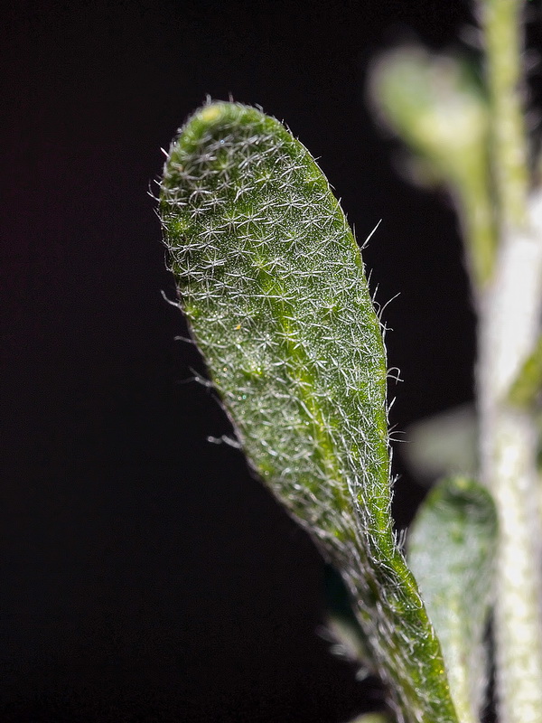 Alyssum granatense.06