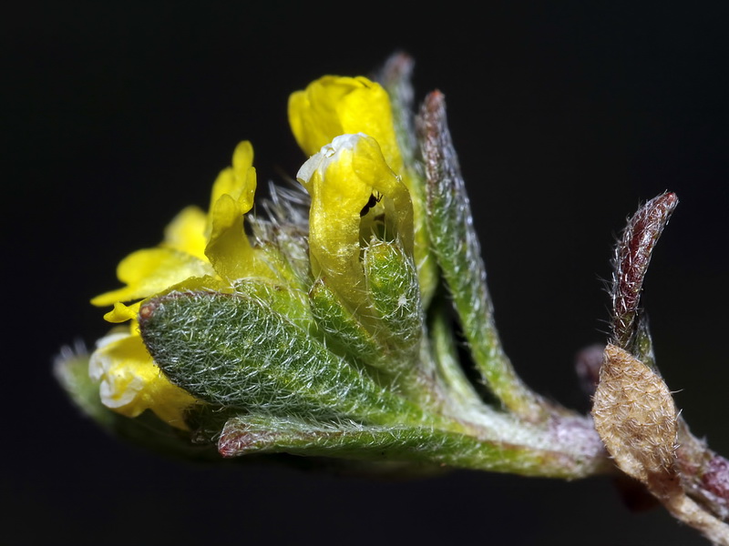 Alyssum granatense.08