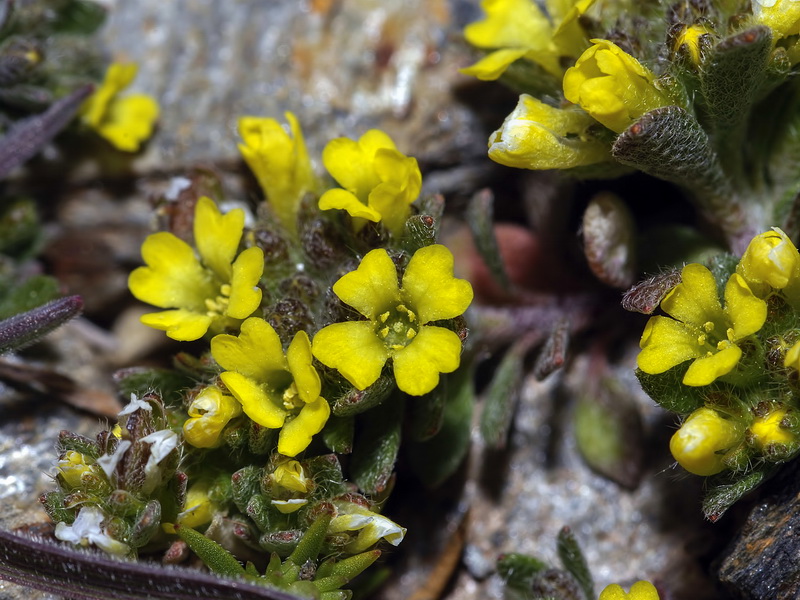 Alyssum granatense.09