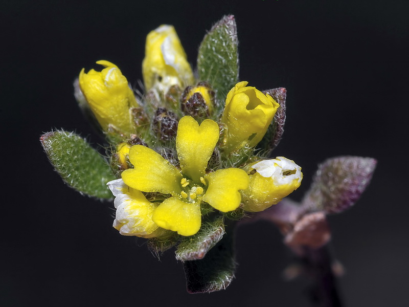 Alyssum granatense.11