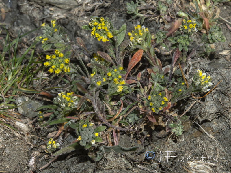 Alyssum granatense.22