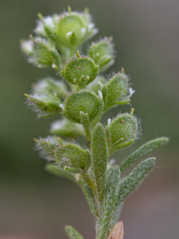 Alyssum granatense.25