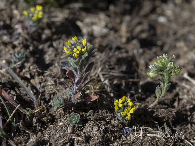Alyssum minutum.01