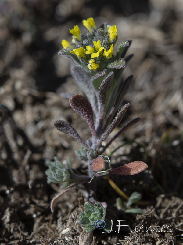 Alyssum minutum.02