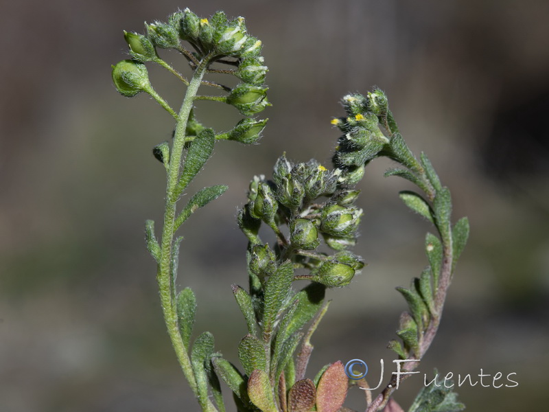 Alyssum minutum.03