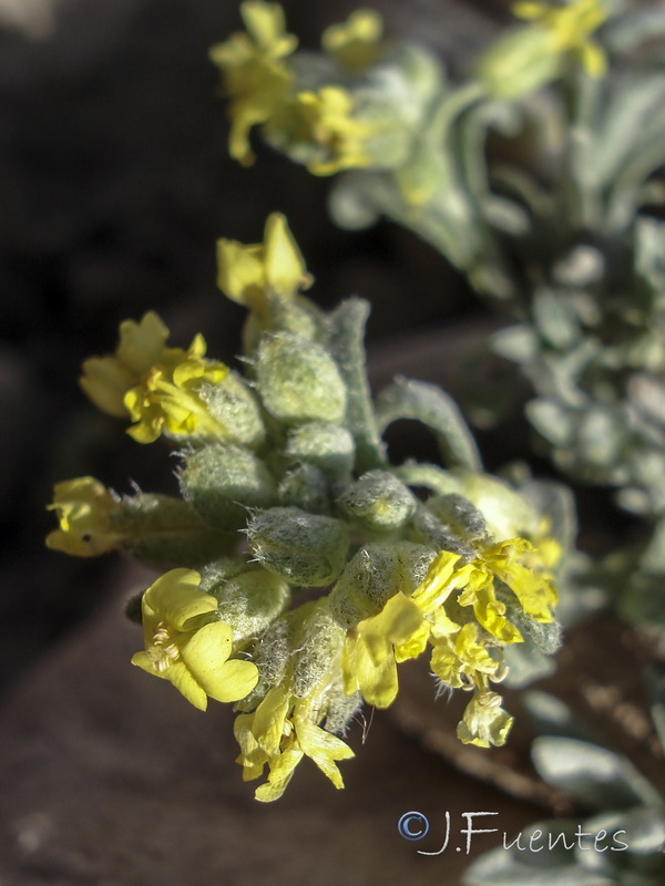 Alyssum montanum montanum.03