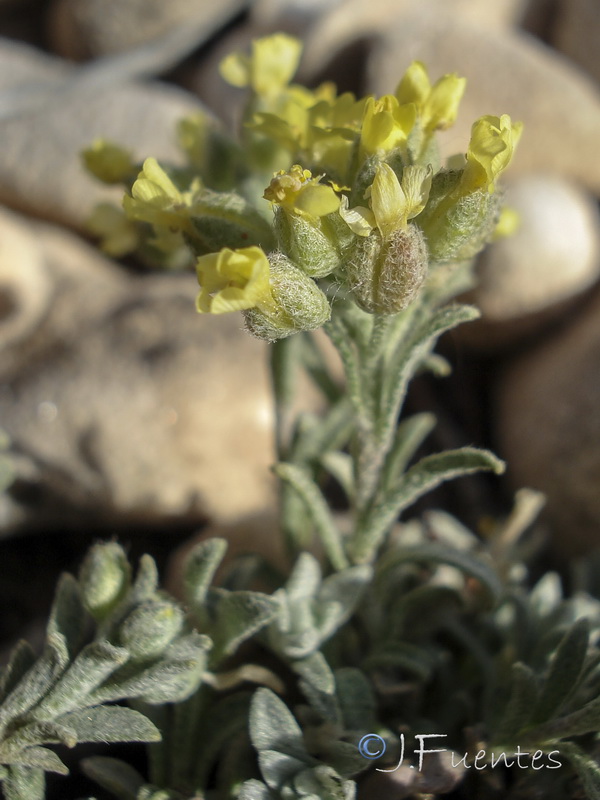 Alyssum montanum montanum.04